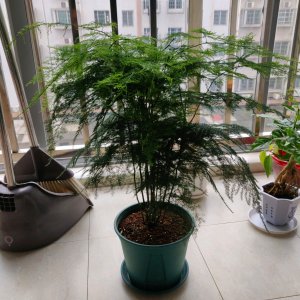 文竹的风水作用及摆放禁忌 文竹的布置和摆放注意事项及禁忌