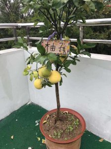 柚子树的风水作用及禁忌 柚子树的风水效应和忌讳
