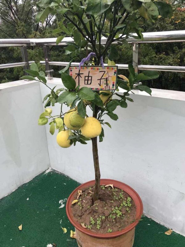 柚子树的风水作用及禁忌