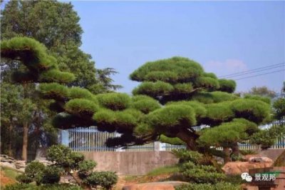 院子东南角种什么树风水好 院子东南角适宜种植哪种树风水佳