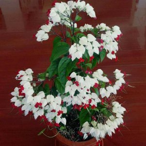 龙吐珠花的风水作用 风水功效龙吐珠花效应