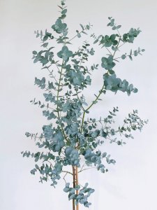 尤加利的风水作用 尤加利树的风水功效