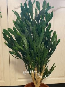 仙人柱的风水作用 仙人柱的风水效应