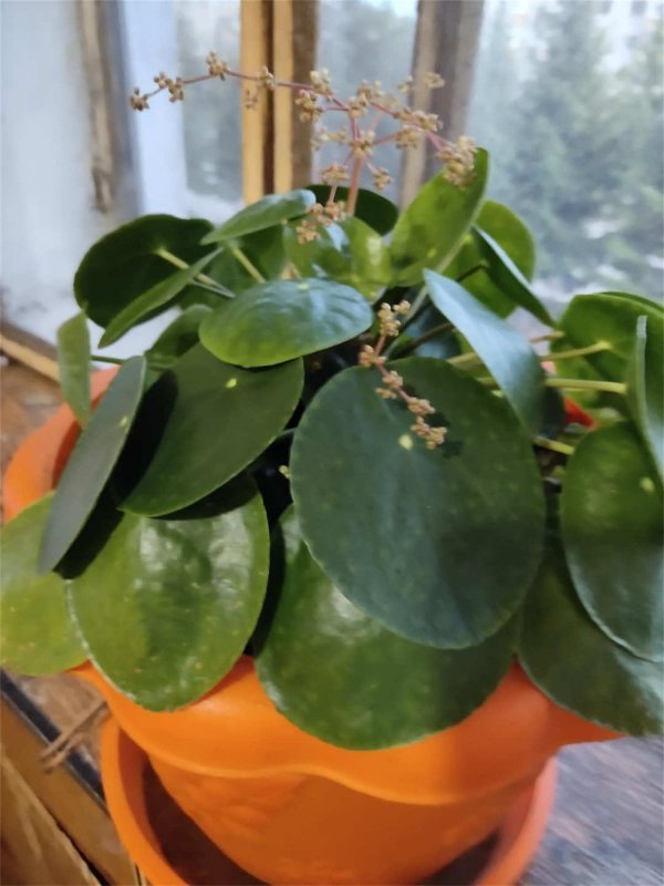 镜面草的风水作用