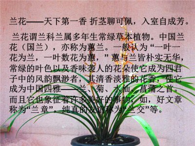 兰花的风水作用 兰花的风水功效