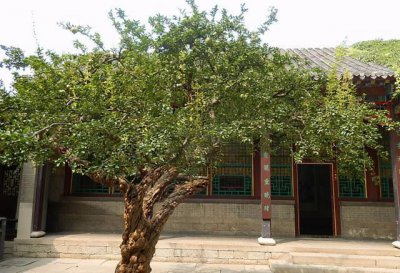 院子西北角种什么树风水好