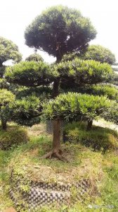 房子左边种什么树风水好 种什么树在房子左侧有好风水效果