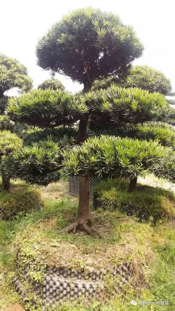 房子左边种什么树风水好