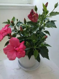 扶?；依镅缢虾寐?在家养扶?；ǘ苑缢泻么β穑?/></i><h2>扶?；依镅缢虾寐?在家养扶?；ǘ苑缢泻么β?？</h2><p>为网友解答扶?；依镅缢虾寐鸬穆讨不ɑ芊矫娴哪谌?，接下来就是全面介绍。扶?；依镅缢虾寐鸫又参锓缢У慕嵌壤此?，扶桑花养在家里的</p></a></li>
          </ul>
        </div>
      </div>
    </div>
    <div   id=