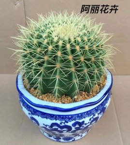 仙人球的摆放风水禁忌 仙人球摆放需要注意的风水禁忌