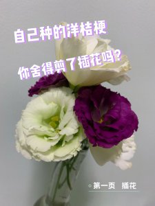 家里种洋桔梗风水好不好 家中栽种洋桔梗有好的风水效果吗？