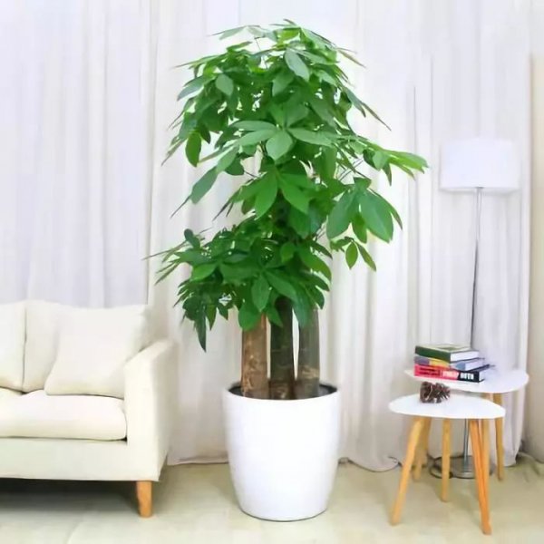 财神旁边摆放什么植物好
