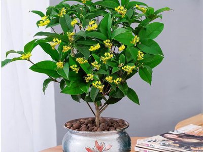 大门前种什么花风水好 大门口栽什么花好 Feng Shui?