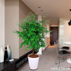 屋后种什么花风水好 在屋后种什么花好风水？