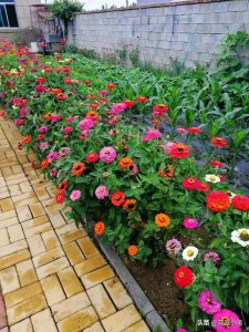 庭院种什么花风水好 庭院种什么花好风水效果更佳