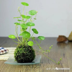 属蛇养什么植物旺财运 蛇年适合种植哪些植物来提升财运