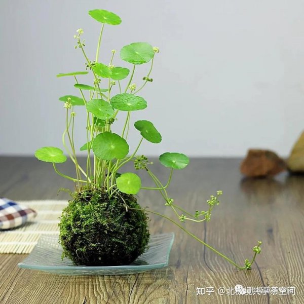 属蛇养什么植物旺财运