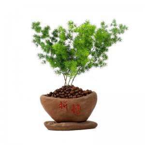 属猴养什么植物旺财运 猴年种什么植物能旺财运