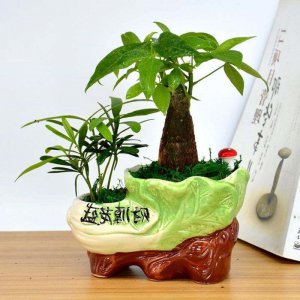 属猪养什么植物旺财运 猪年适合种植哪些植物来提升财运