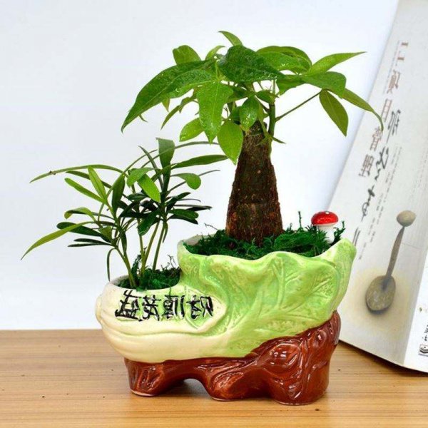 属猪养什么植物旺财运