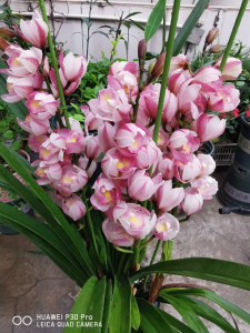 属牛养什么植物旺财运 牛年适合种什么植物招财运