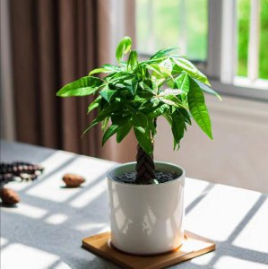 属兔养什么植物旺财运 兔年种什么植物能旺财运