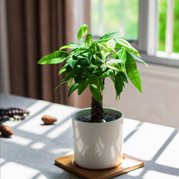 属兔养什么植物旺财运