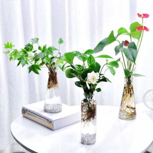 厕所里放什么花风水好 厕所放什么植物好风水？