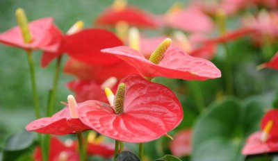 属马养什么植物旺财运 属马适合种什么植物来提升财运？