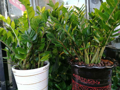 属虎养什么植物旺财运 属虎人适合种植什么植物以提升财运