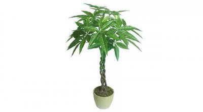 属狗养什么植物旺财运 属狗种植哪些植物可以提升财运