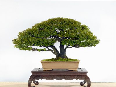 家里养紫檀树风水好吗 家中种植紫檀树风水是否有好处？