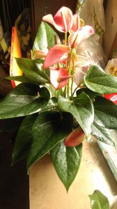 卧室放什么花风水好 卧室适合摆放哪些花卉以利风水？