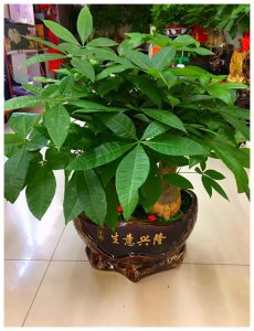 吧台放什么植物招财好运又好养 吧台上什么植物既招财又好养？