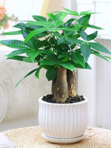 超市放什么植物招财好运又好养 超市适合摆放的招财好运易养植物