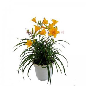家里养萱草对风水好吗 家中种植萱草能带来好风水吗？