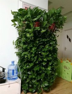 家里养绿萝风水好吗 家中种植绿萝是否具有良好的风水效果？