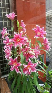 家里养香水百合风水好吗 家中种植香水百合的风水效果如何？