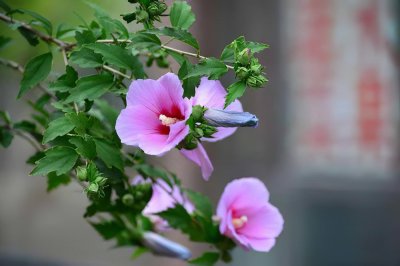 家里养木槿花风水好吗 家中种植木槿花是否符合风水？