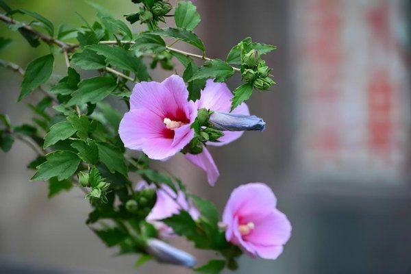 家里养木槿花风水好吗