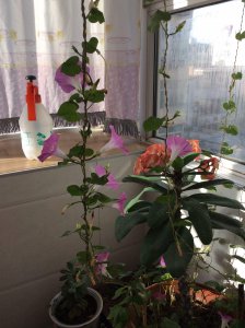 家里养牵牛花风水好吗 家中种植牵?；ㄓ泻畏缢?？