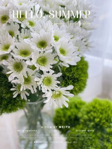 家里养小雏菊对风水好吗 在家里养小雏菊对风水有益吗？