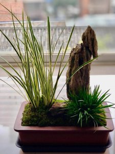 家里养菖蒲风水好吗 养菖蒲在家风水是否有益？