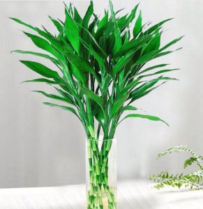 家里养水竹风水好吗 养水竹家居风水效果如何？