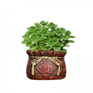 家里养碰碰香风水好吗 家里养碰碰香是否有好的风水效果？