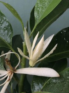 家里养白兰花风水好吗 养白兰花对家居风水有何影响？