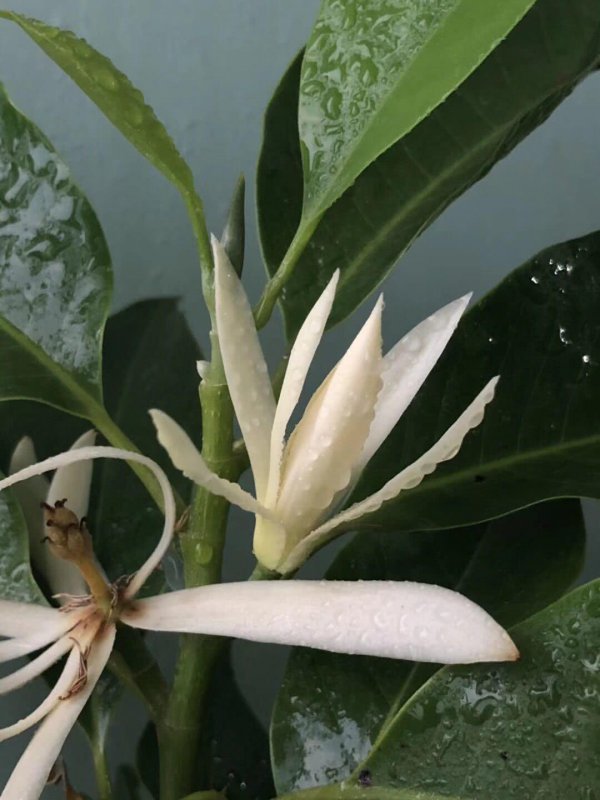 家里养白兰花风水好吗
