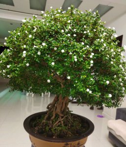家里养六月雪风水好吗 家中养六月雪风水是否有利？