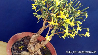 家里养迎春花风水好吗 家中种植迎春花是否有好的风水效果？