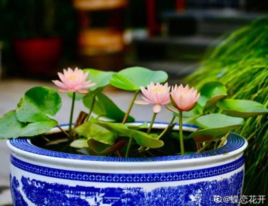 家里能养睡莲风水好吗 家里种睡莲对风水有何影响？